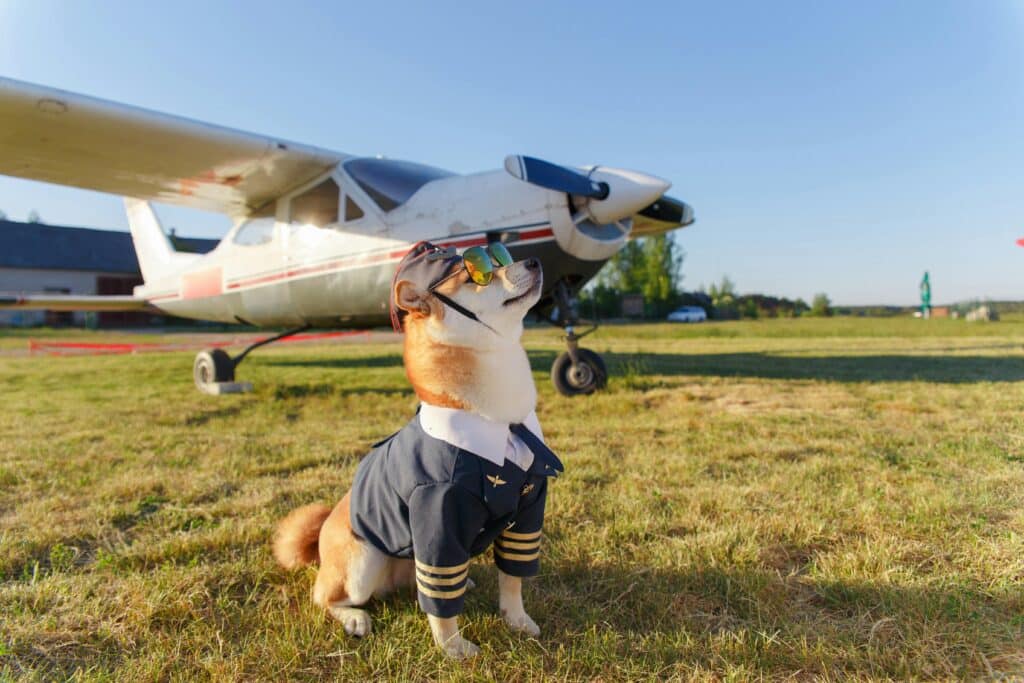 Chien aviateur en costume de pilote - Une Autre Voix Chien aviateur en costume de pilote posant devant un avion