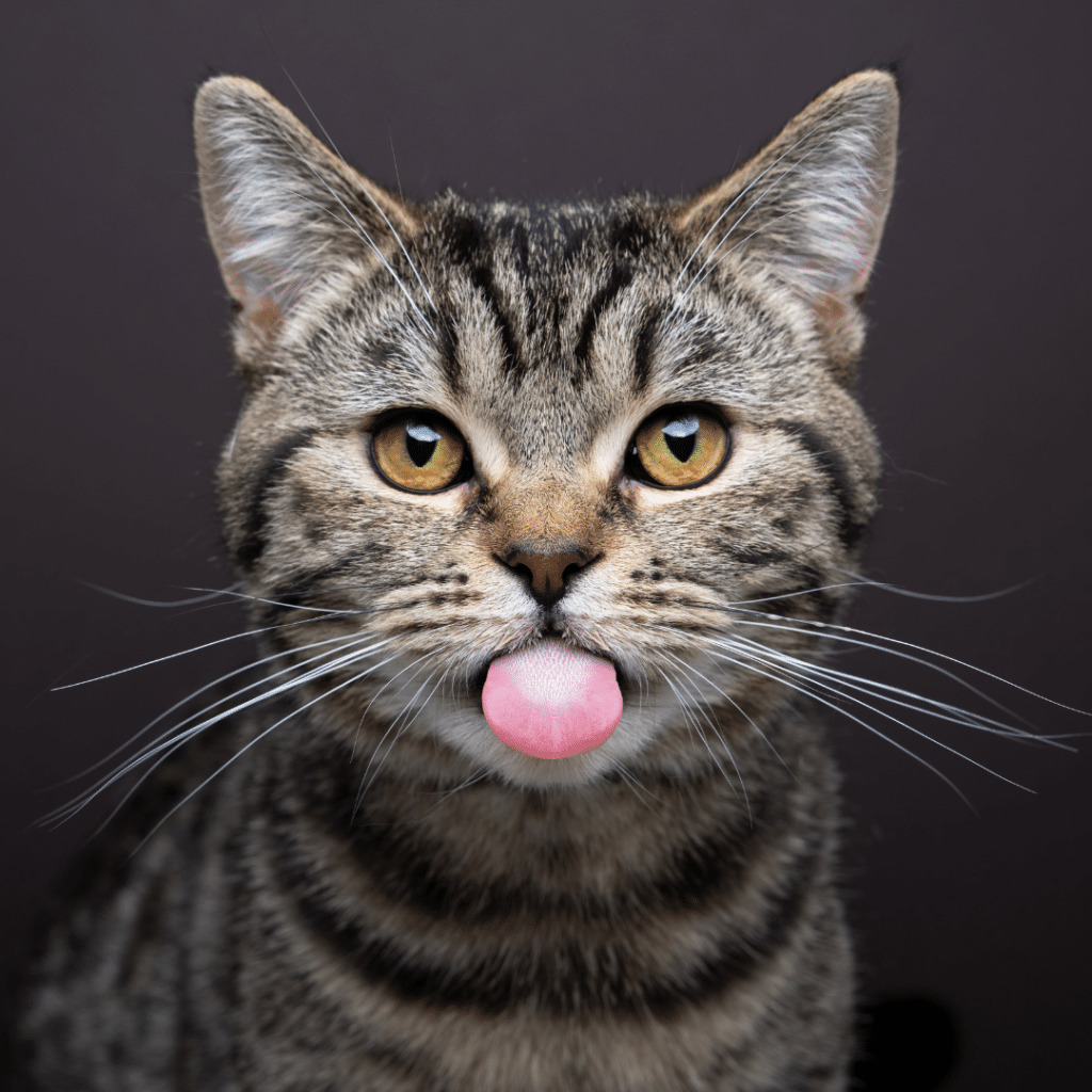Un chat tire la langue
